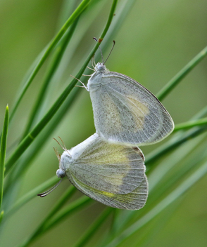Barred Yellow mating pair